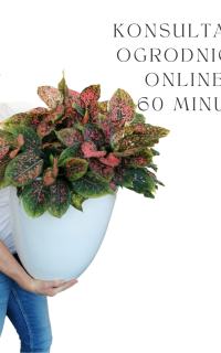 Sesja ogrodnicza online – 60 min