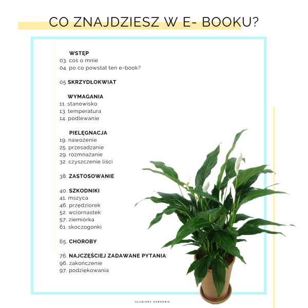 Jak nie dostać z liścia - Skrzydłokwiat - obrazek 2