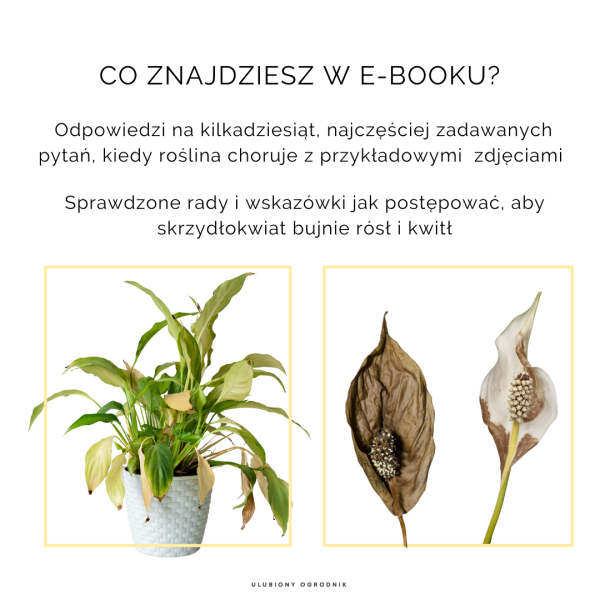 Jak nie dostać z liścia - Skrzydłokwiat - obrazek 3
