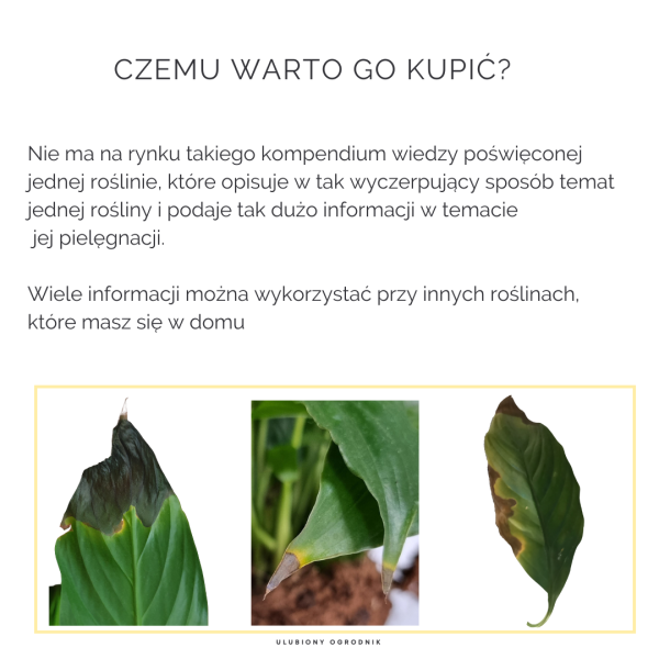 Jak nie dostać z liścia - Skrzydłokwiat - obrazek 5