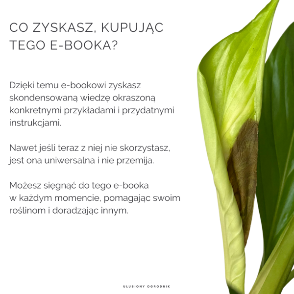 Jak nie dostać z liścia - Skrzydłokwiat - obrazek 6