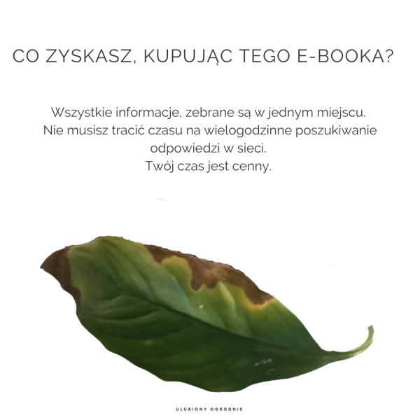 Jak nie dostać z liścia - Skrzydłokwiat - obrazek 7