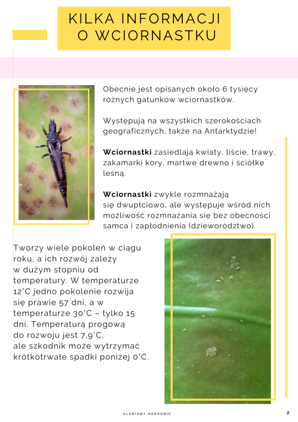 Jak zwalczyć wciornastki? - obrazek 3