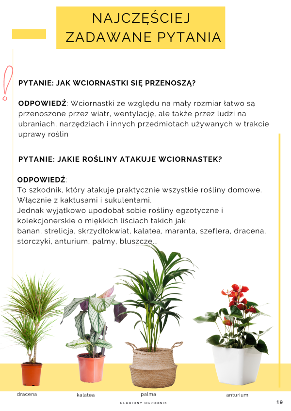 Jak zwalczyć wciornastki? - obrazek 2