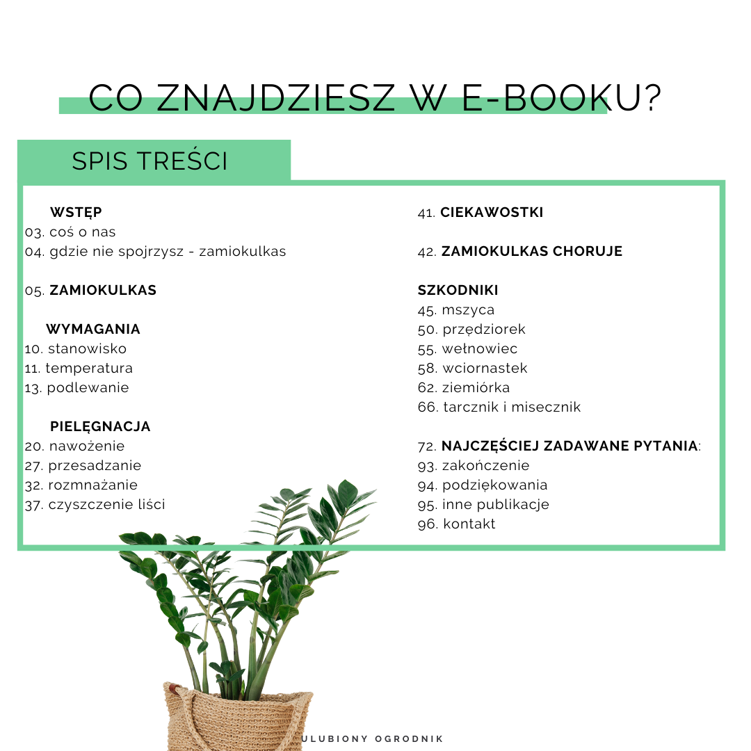 Jak nie dostać z liścia - Zamiokulkas - obrazek 2