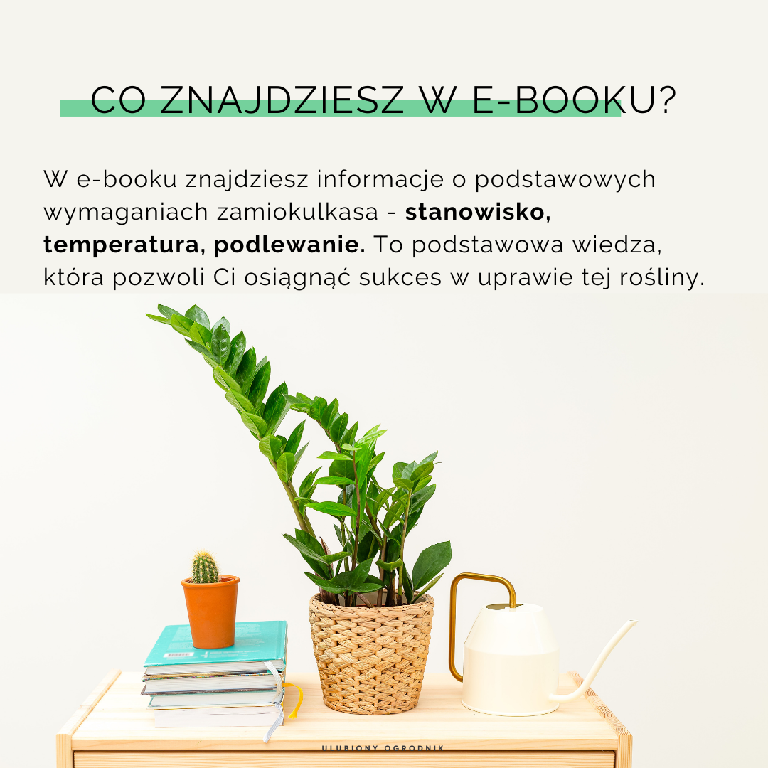 Jak nie dostać z liścia - Zamiokulkas - obrazek 3