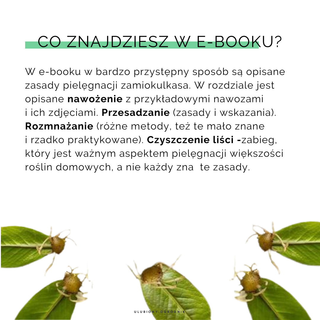 Jak nie dostać z liścia - Zamiokulkas - obrazek 5