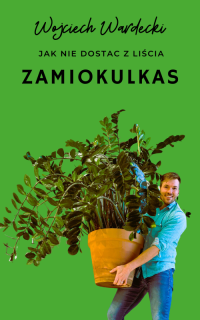 Jak nie dostać z liścia – Zamiokulkas