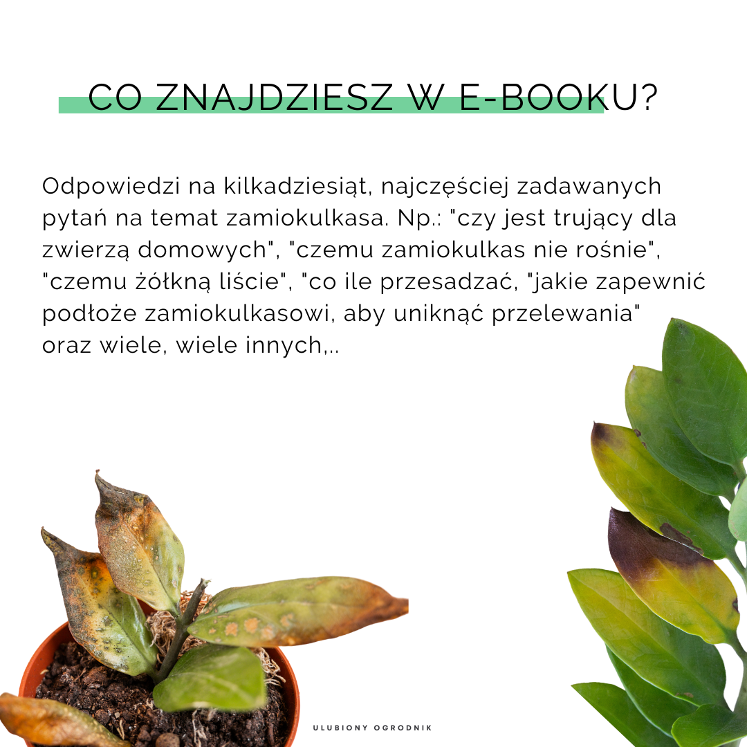 Jak nie dostać z liścia - Zamiokulkas - obrazek 4