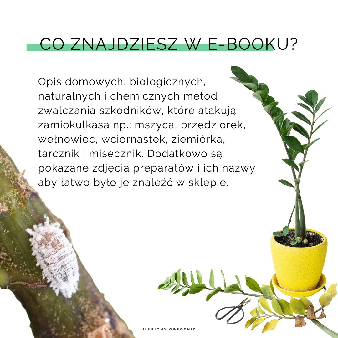 Jak nie dostać z liścia - Zamiokulkas - obrazek 8