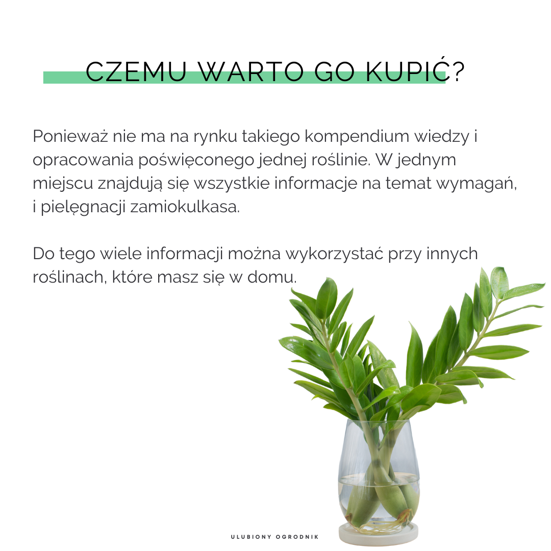 Jak nie dostać z liścia - Zamiokulkas - obrazek 7