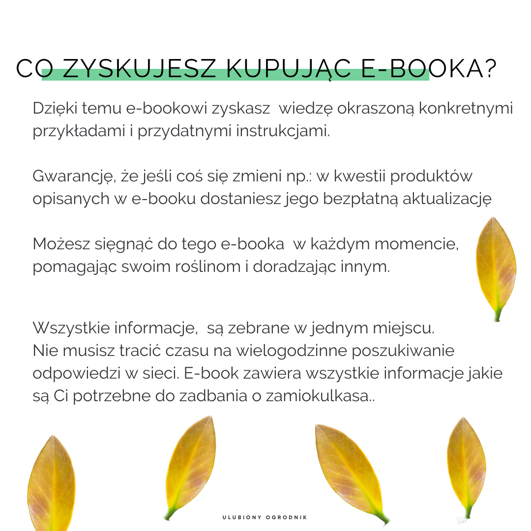 Jak nie dostać z liścia - Zamiokulkas - obrazek 6