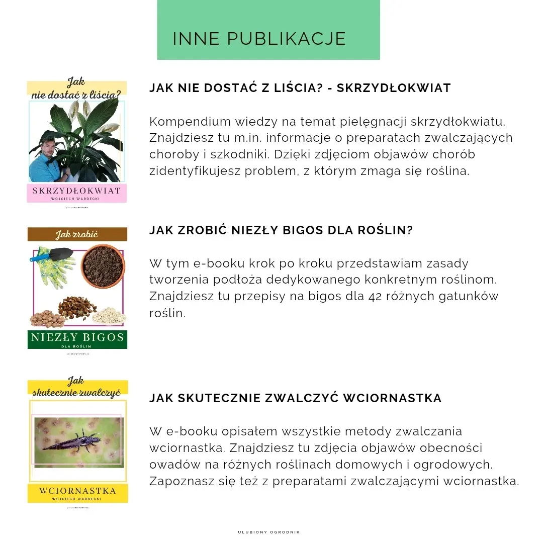 Jak nie dostać z liścia - Zamiokulkas - obrazek 9