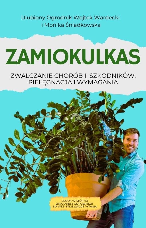 Jak nie dostać z liścia - Zamiokulkas