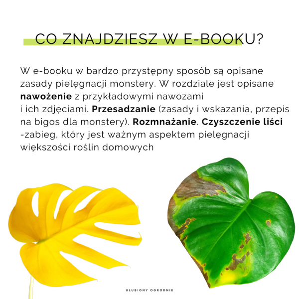 Jak nie dostać z liścia - Monstera - obrazek 7