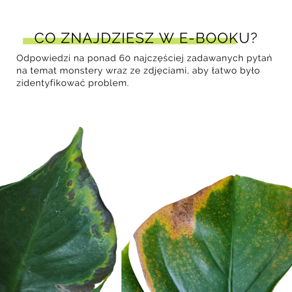 Jak nie dostać z liścia - Monstera - obrazek 6