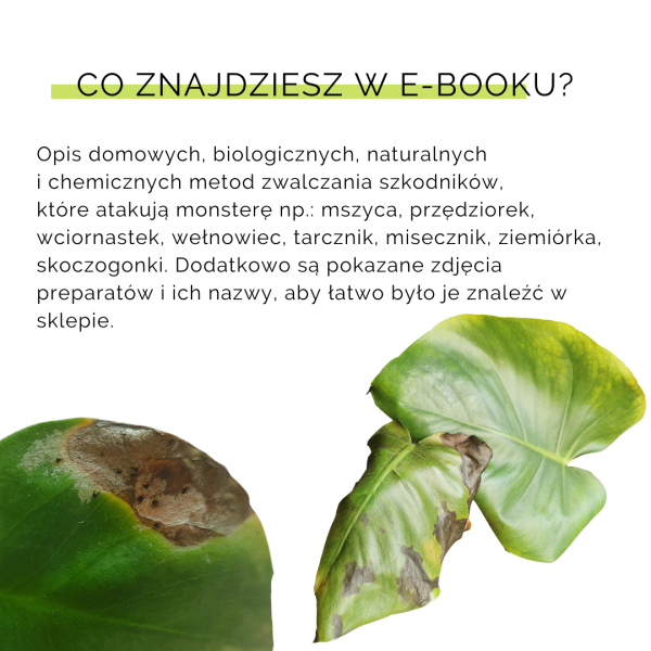 Jak nie dostać z liścia - Monstera - obrazek 5