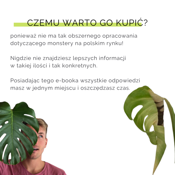 Jak nie dostać z liścia - Monstera - obrazek 4