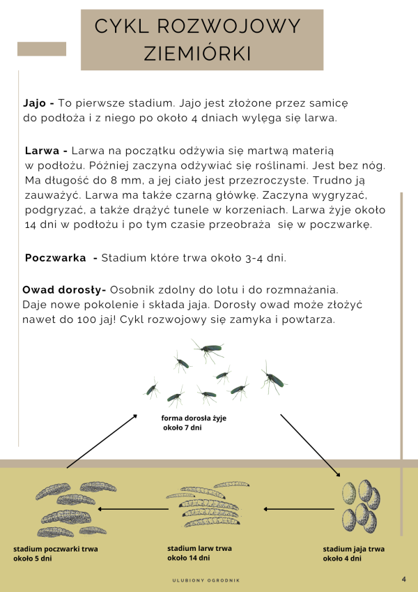 Jak zwalczyć ziemiórki? - obrazek 3