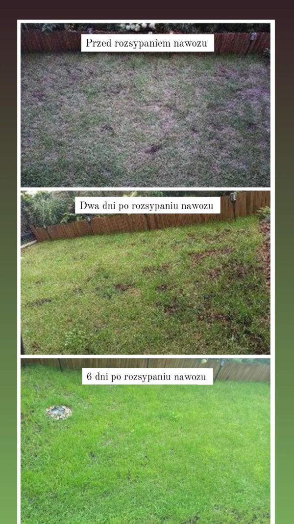 Nawóz do trawy, który działa - PORADA - obrazek 14