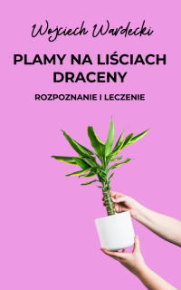 Plamy na liściach draceny