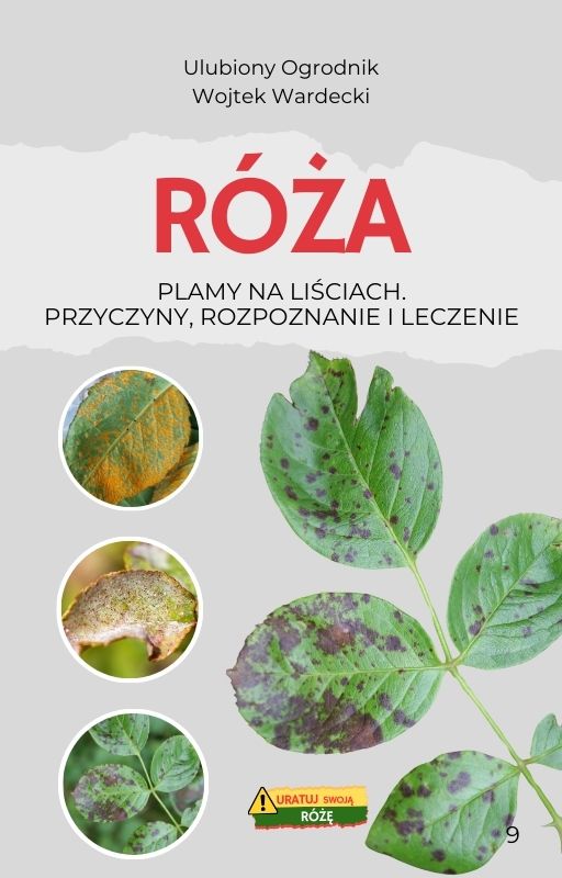 Plamy na liściach róży
