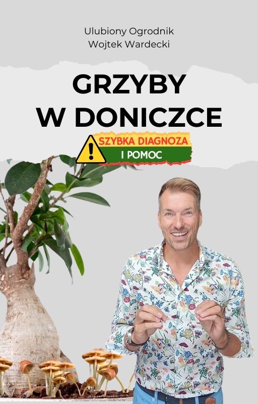 Grzyby w doniczce