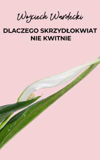 Dlaczego skrzydłokwiat nie kwitnie?