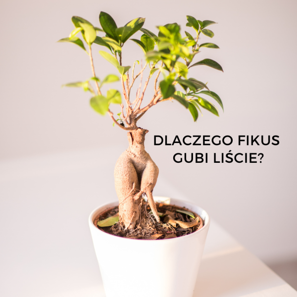 Dlaczego fikus gubi liście? - obrazek 2