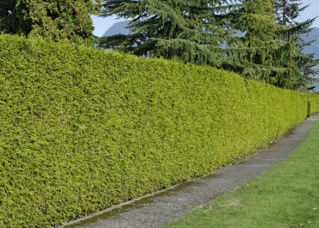 thuja
