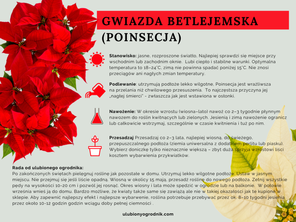 info grafika
